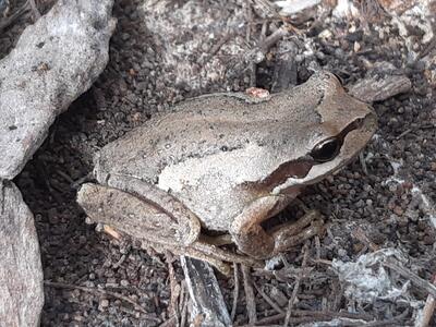 brown frog